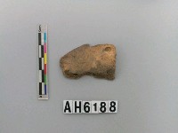 藏品(獸骨)的圖片